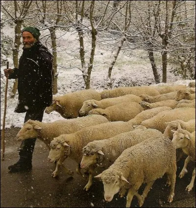 De quel produit alimentaire "Bâton de berger" est-il une marque ?