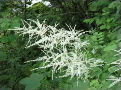 Comment appelle-t-on aussi cette « Reine-des-bois »