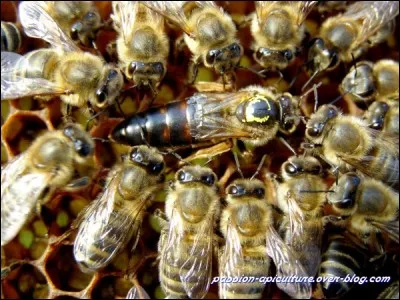 Quelle est l'activité essentielle de la reine des abeilles ?