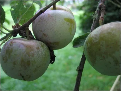 Cette variété de prunes, appelée « Reine Claude » doit son nom à une reine de France, épouse de François Ier. Quel est son nom ?
