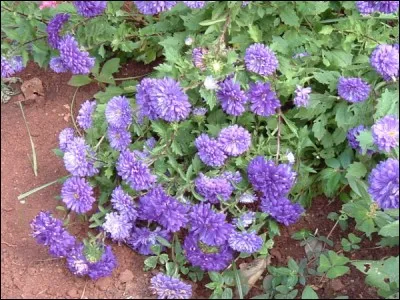 Sous quel nom est connu l' « Aster de Chine » ?