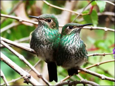 Au Costa-Rica, on a vu des colibris pr&eacute;lever des cheveux sur la t&ecirc;te des gens pour en tapisser leurs nids !