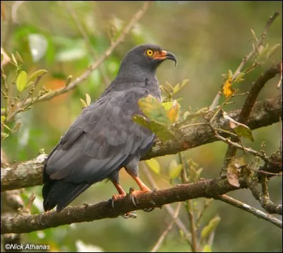 Il existe des rapaces qui ne se nourrissent principalement que d'escargots !
