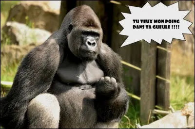 Lorsque madame gorille a convenablement excit&eacute; monsieur gorille, le sexe de celui-ci peut all&egrave;grement d&eacute;passer 50 centim&egrave;tres !