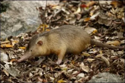 Certaines musaraignes ont une salive venimeuse !