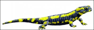 Les membres de la salamandre peuvent repousser !