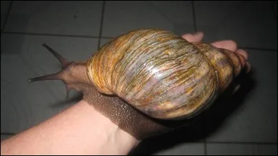 Certaines esp&egrave;ces d'escargots terrestres sont carnivores !