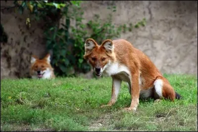 On trouve ce chien sauvage en Australie !