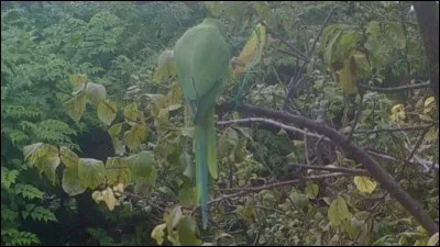 Certains oiseaux ont des dents !