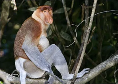 Quel est le nom de ce curieux animal ?