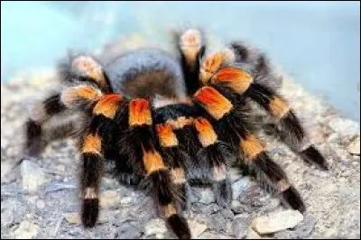 De quoi sont atteintes les personnes ayant peur des araignées ?