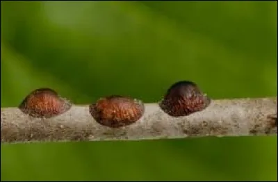 Quel animal est entomophage ?