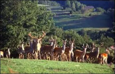 &Agrave; propos de chasse, quel mot correspond &agrave; cette d&eacute;finition : troupe d'animaux sauvages ?