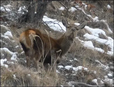 Le cerf devient-il mulet à un moment de sa vie ?