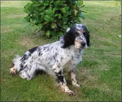 Les chiens ont-ils des ongles ?