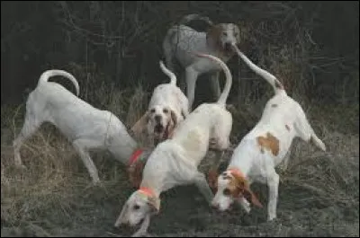 Quel nom porte la queue d'un chien de chasse ?