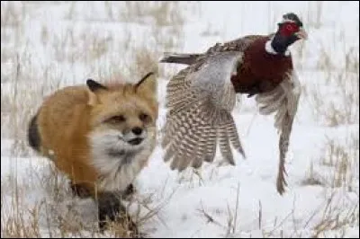 Si l'animal chassé donne le change en revenant sur ses traces, que fait-il ?