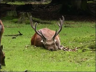 Comme le cerf fatigué et en sueur, je vais faire le ---- afin de prendre du repos.