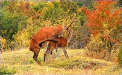 Que font les mâles, cerfs et chevreuils, avec les femelles quand ils les couvrent ?