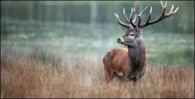 Que sont les fuseaux d'un cervidé ?