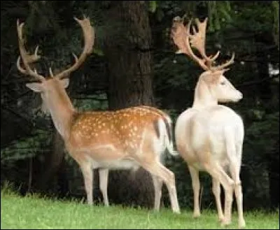 Le daim affolé s'enfuit en poussant des cris gutturaux : ----.