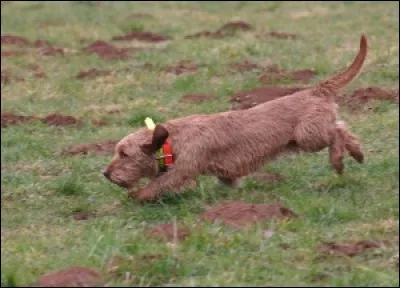Quels chiens de chasse, courants, sont les meilleurs pour chasser le lièvre, tel ce fauve de Bretagne, ici sur la piste ?