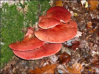 Quel est le nom de ce champignon comestible ?
