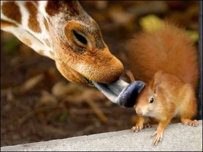 A quel animal appartient cette langue bleue ?