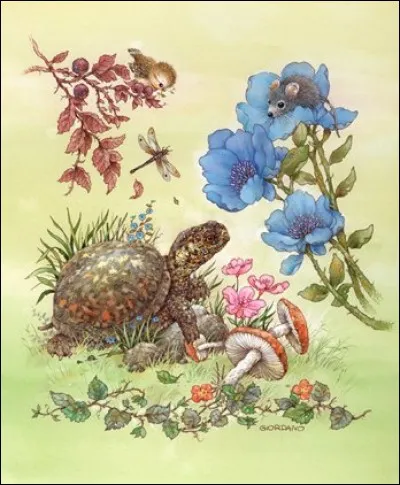 Les tortues terrestres ont des pattes munies de griffes :