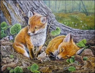 Comment appelle-t-on les crottes des renards ?