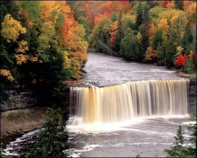Chien qui court au ras des p&acirc;querettes.