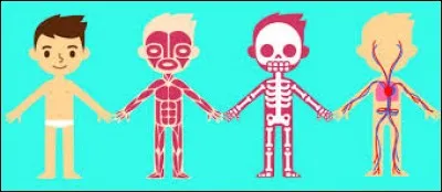 Dans le corps humain, qu'est-ce que l'astragale ?