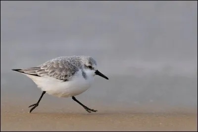Quel est ce bécasseau que l'on voit souvent "courir avec les vagues" ?