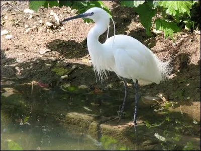 Quelle est cette aigrette aux pieds jaunes ?