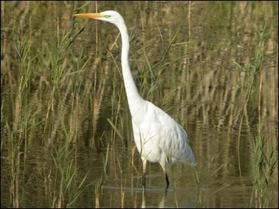 Quelle est cette autre aigrette, surtout présente l'hiver en France ?