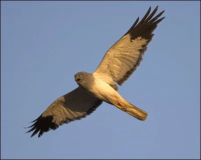 Quel est ce busard assez commun dans les champs ?