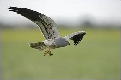 Quel est cet autre busard, qui a les ailes plus étroites que celles du précédent ?