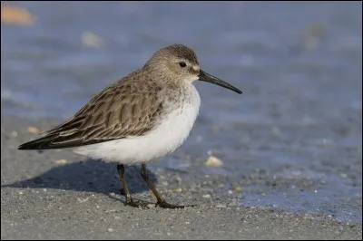Quel est ce bécasseau très commun sur les côtes françaises lors de sa migration et durant tout l'hiver ?