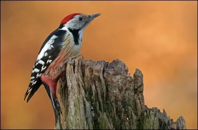 Contrairement à celui de la question précédente, ce pic a la calotte entièrement rouge. C'est...