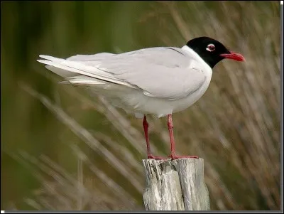 Cette mouette se différencie de la précédente par le bout de ses ailes, qui est entièrement clair. C'est...