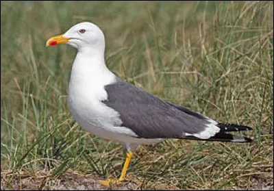 Ce goéland est le seul "goéland sombre" que l'on peut trouver à l'intérieur des terres en Europe. C'est...