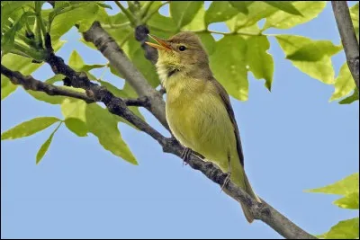 Quelle cette autre hypolaïs, qui remplace la précédente dans l'Ouest de l'Europe, où cette dernière n'est pas présente ?