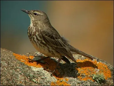 Quel est ce pipit qui hiverne sur la façade Atlantique de l'Europe ?