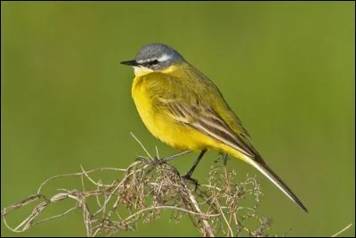 Quelle est cette bergeronnette qui niche dans les champs ?