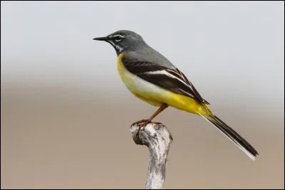 Cette bergeronnette est la seule "bergeronnette jaune" présente l'hiver en France. C'est...