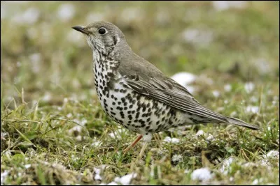 Quelle est cette grive, plus grande que la précédente ?