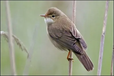 Cette rousserolle est moins exigeante que sa cousine vue précédemment et se trouve donc dans des milieux plus variés. C'est...