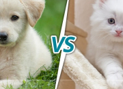 Test Es-tu plutt chien ou chat ?