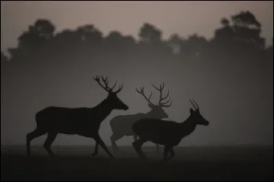 Comment est appelé un jeune cerf dont les bois sont visibles ?