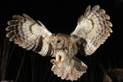 A combien de degrés la chouette peut-elle tourner sa tête ?